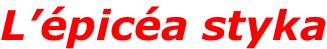 L’épicéa styka